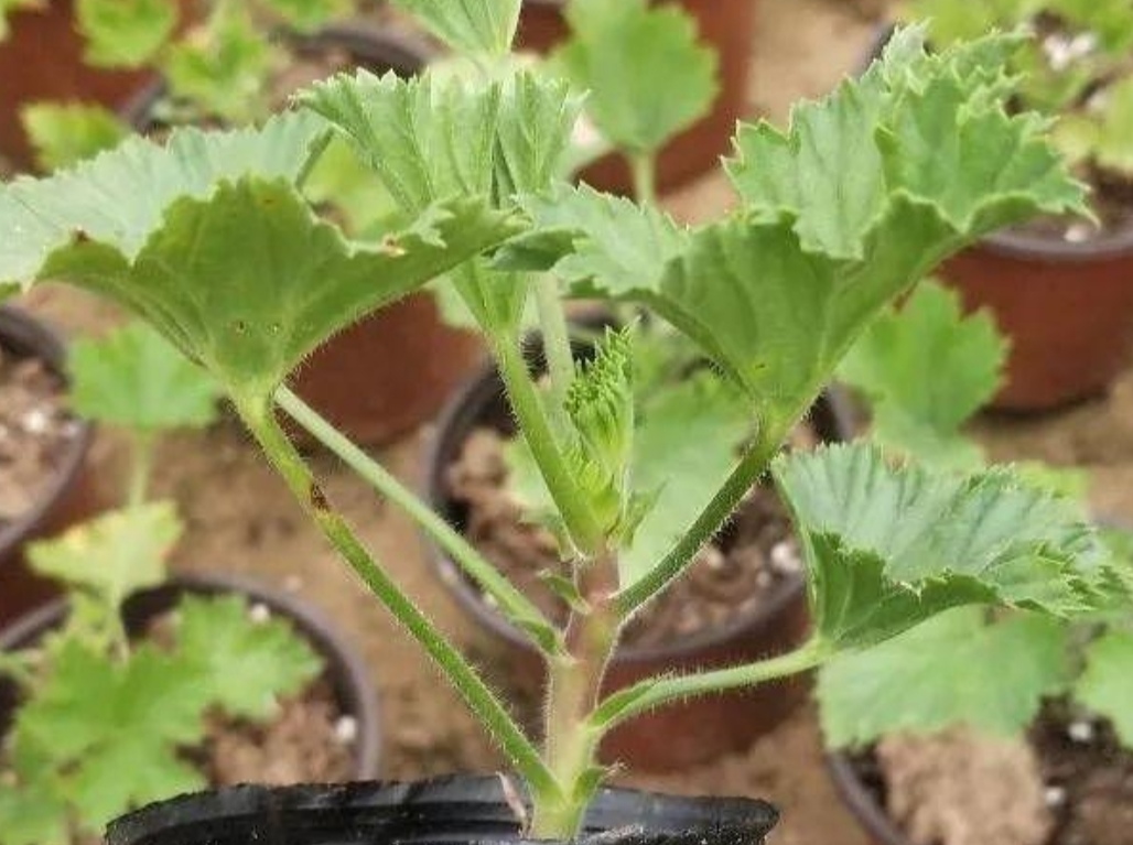 养天竺葵注意事项有哪些,养天竺葵生根方法