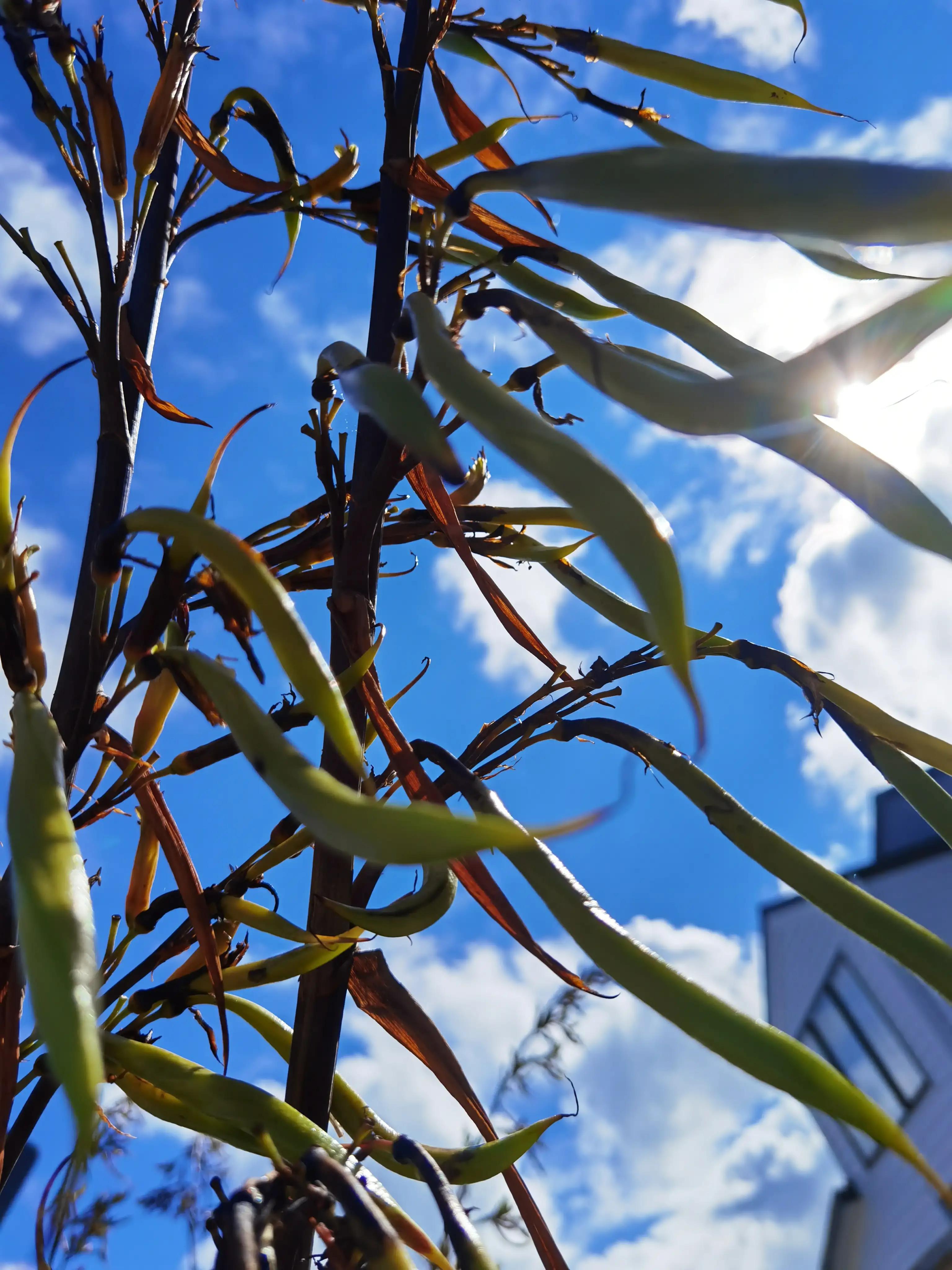 我爱全身是宝的新西兰麻