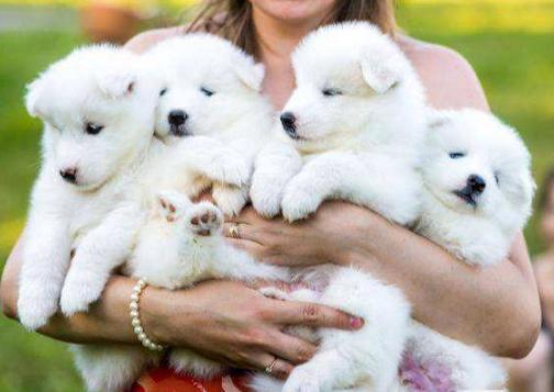 买小狗怎么避免挑到不好的狗,买狗怎么选才是好的狗呢