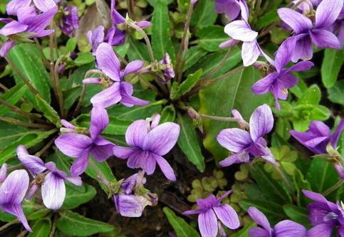 整合——28种青草药,赶快收藏备用!