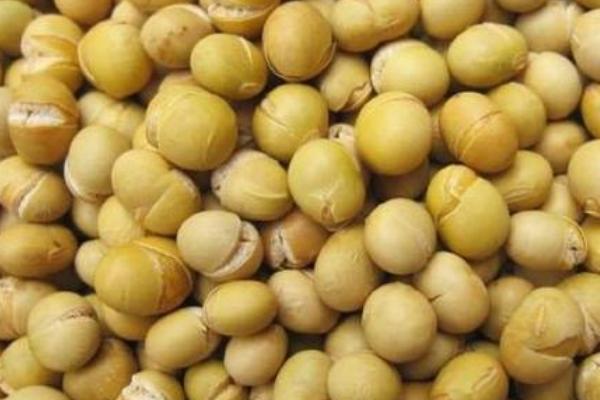 黄豆别打豆浆了新吃法,豆芽干豆腐家常做法大全