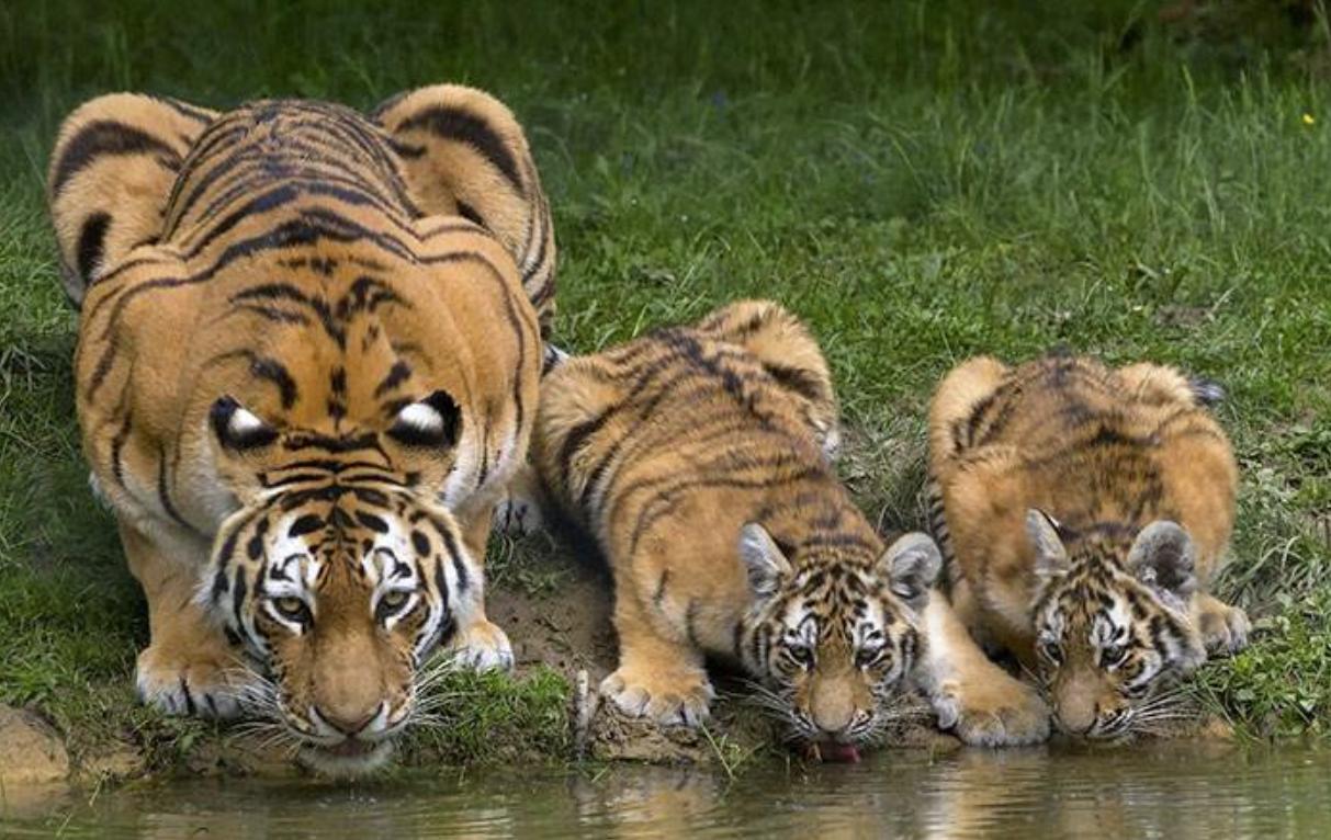 动物为什么要远离人类,为啥动物会主动远离人