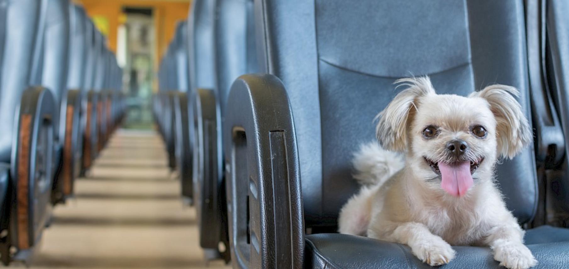 德国狗狗的地位有多高,狗在德国的地位