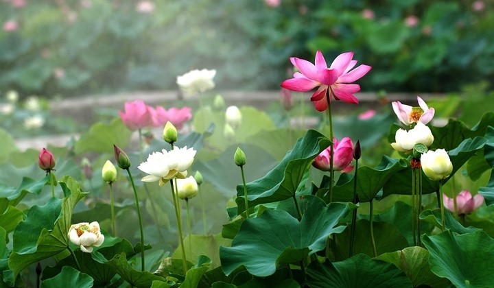 爱莲说的翻译简短50字,爱莲说句子翻译