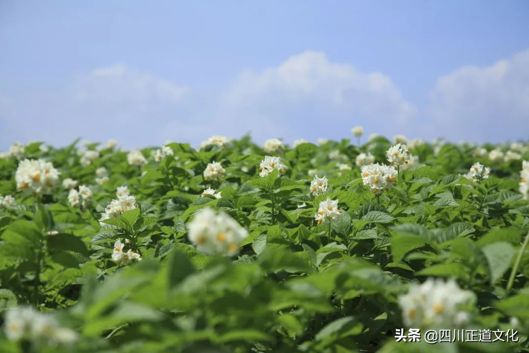 中国人的欲望之火和生命之光，除了酒还有这种蔬菜！