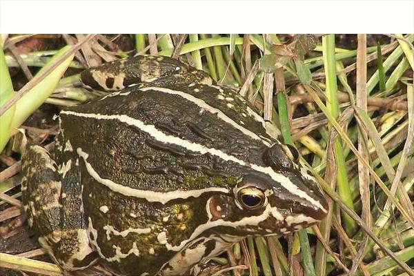 黑斑蛙养殖:养一亩青蛙能赚多少钱?养青蛙的成本和利润?