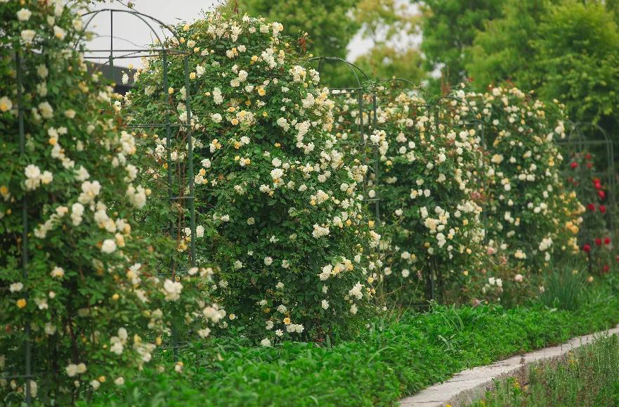 美到犯规！这个500亩的有机庄园，成三产融合教科书