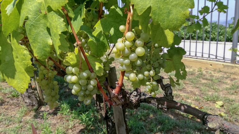 西班牙葡萄酒系列,西班牙葡萄酒大全