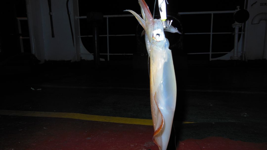 海员实习期有6000工资是不是真的,海员工资为什么不全额发放