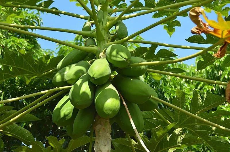 西双版纳奇葩食物,西双版纳有种水果就像桂圆一样