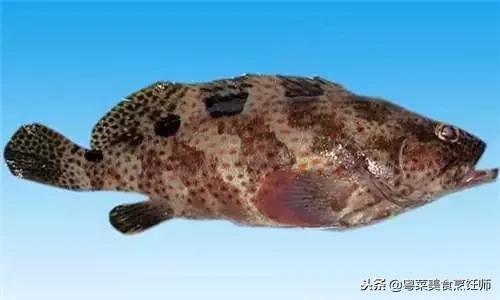 名贵海鲜食材排名,名贵海鱼大全图片