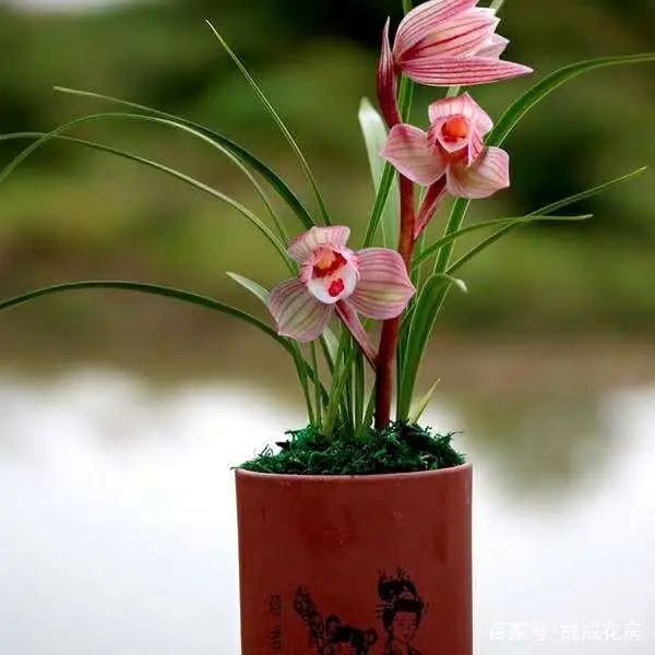 曾是天价兰的品种,天价兰品种