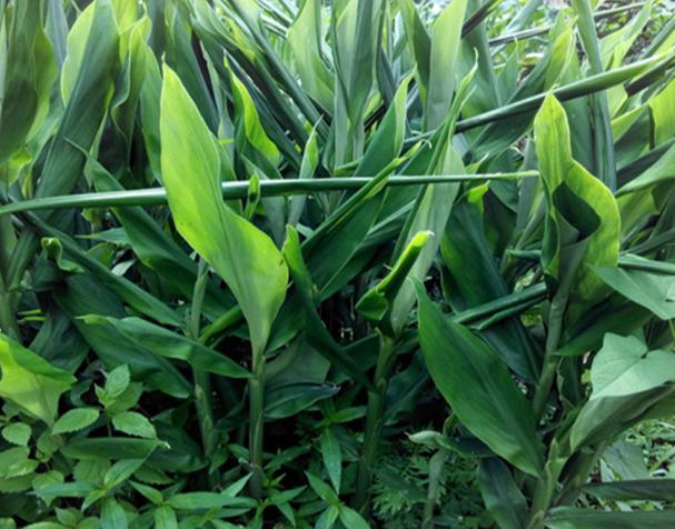 它叫阳火姜，气味让人上头，俗称“亚洲人参”，若见到别整株挖走