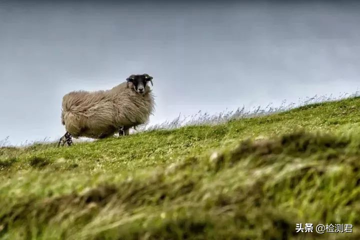 动物毛怎么收藏,各种动物毛纤维