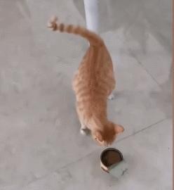 小卖部老板养了一只招财猫,店老板养的猫咪