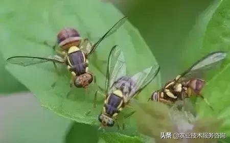 柑橘虫害高清图谱及防治方法,柑橘虫害物理消灭