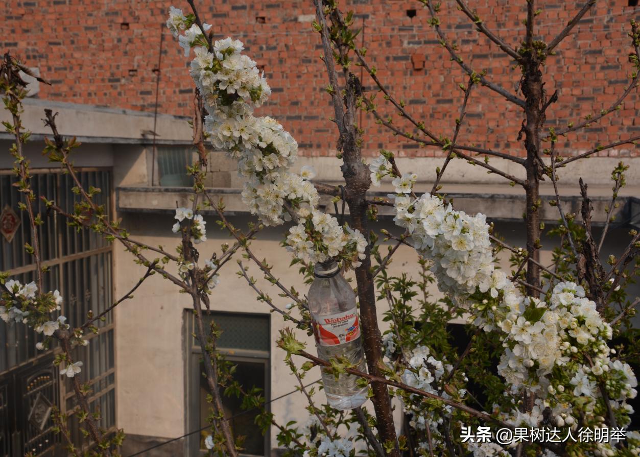 樱桃坐果用氯吡脲好还是赤霉酸好,大樱桃坐果率低的原因及解决对策
