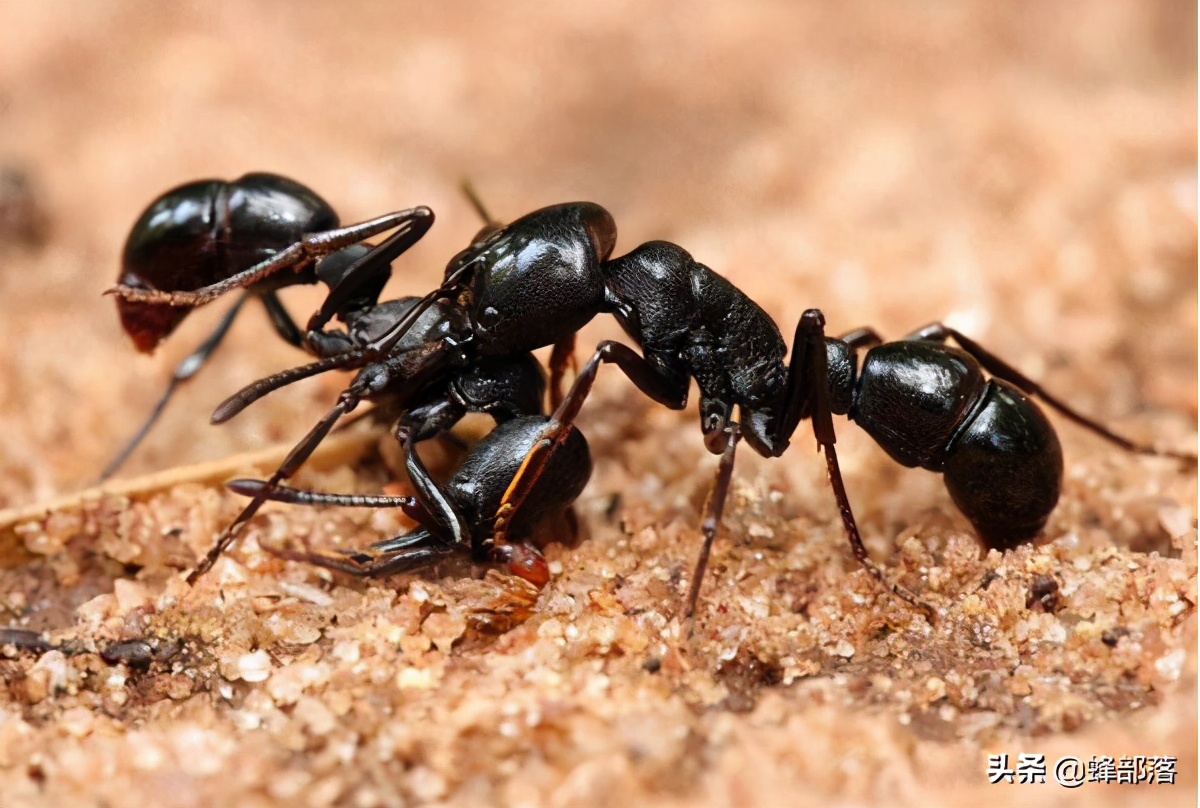 蜂箱有守卫蜂好吗,蜂群没有守卫蜂