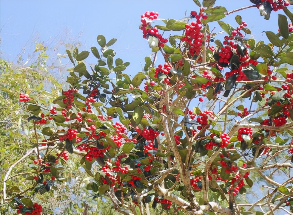 种植致富树的成功案例,农村创业种植什么树赚钱