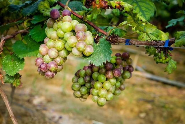 宝宝补钙最佳食物怎么做,如何快速给宝宝补钙最快最有效