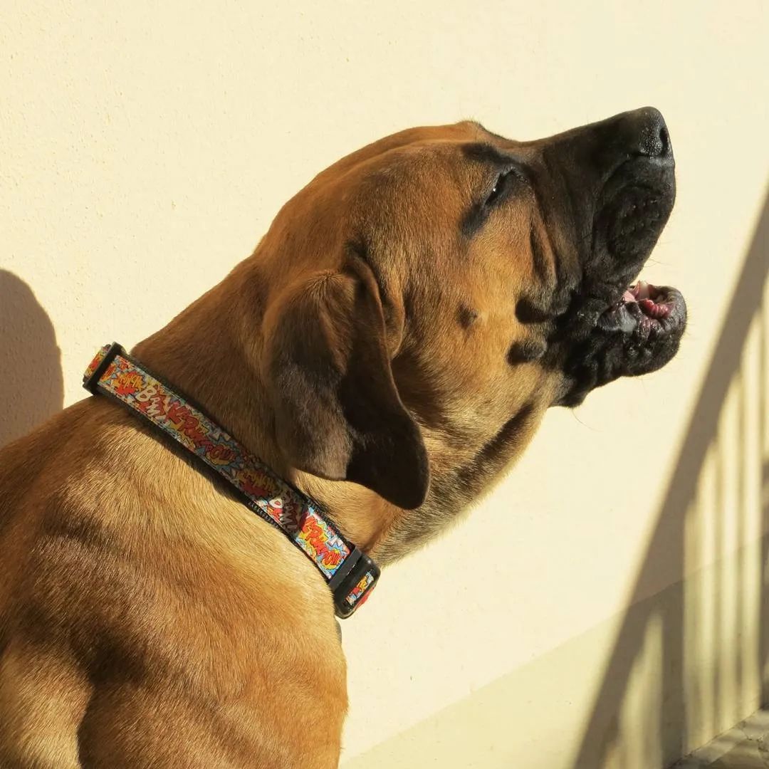 邻居路过家门口狗狗就叫怎么训练,狗听见敲门门铃就叫训练方法