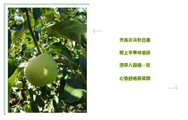 「密云农业」终于等到你，还好没放弃！黄元帅苹果上架开售了