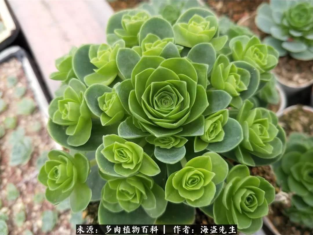 介绍多肉生长特点,多肉植物科普讲解图片视频