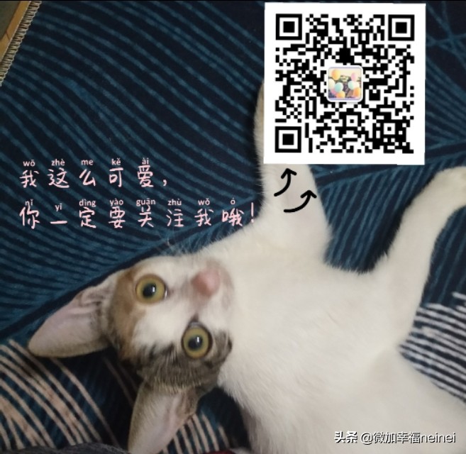 猫记|丢丢治愈了我
