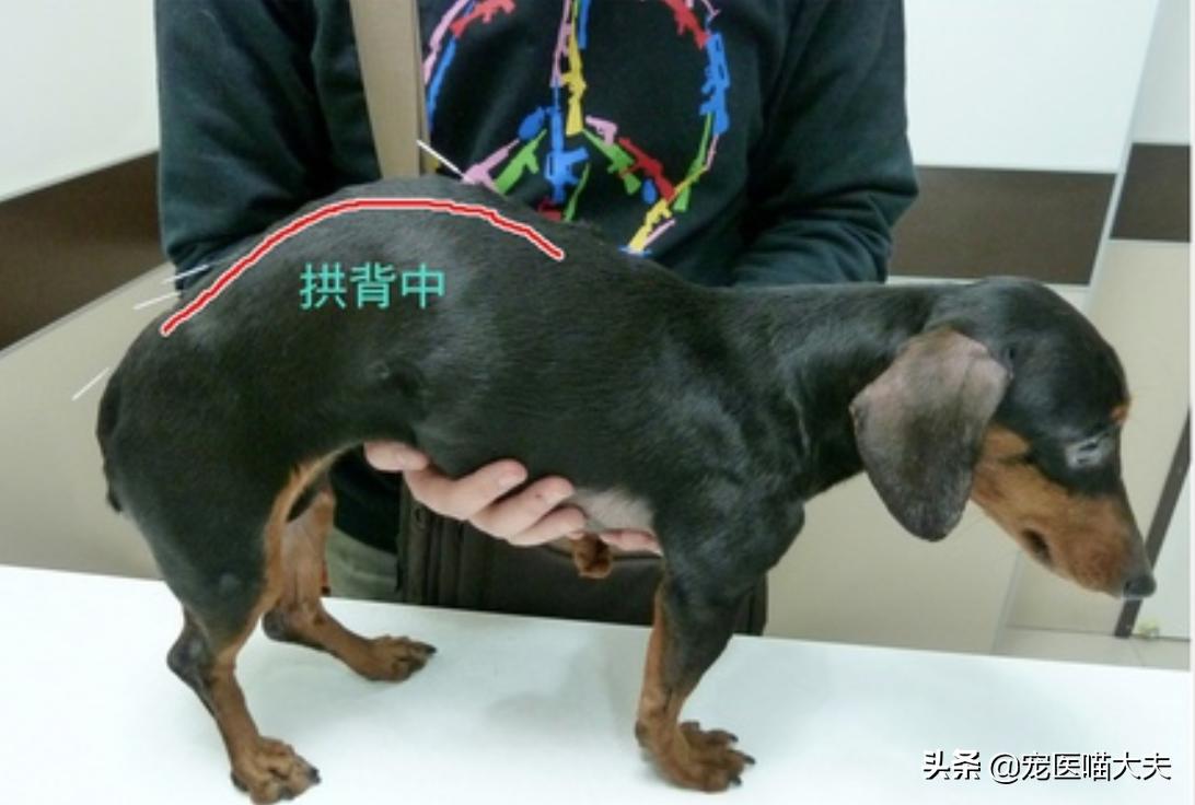 狗狗慢性脑炎可以治疗痊愈吗,犬脑膜炎药物