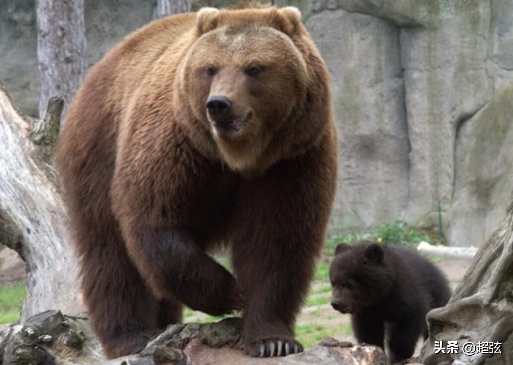 老虎在自然界有没有天敌,自然界里的老虎有多凶猛