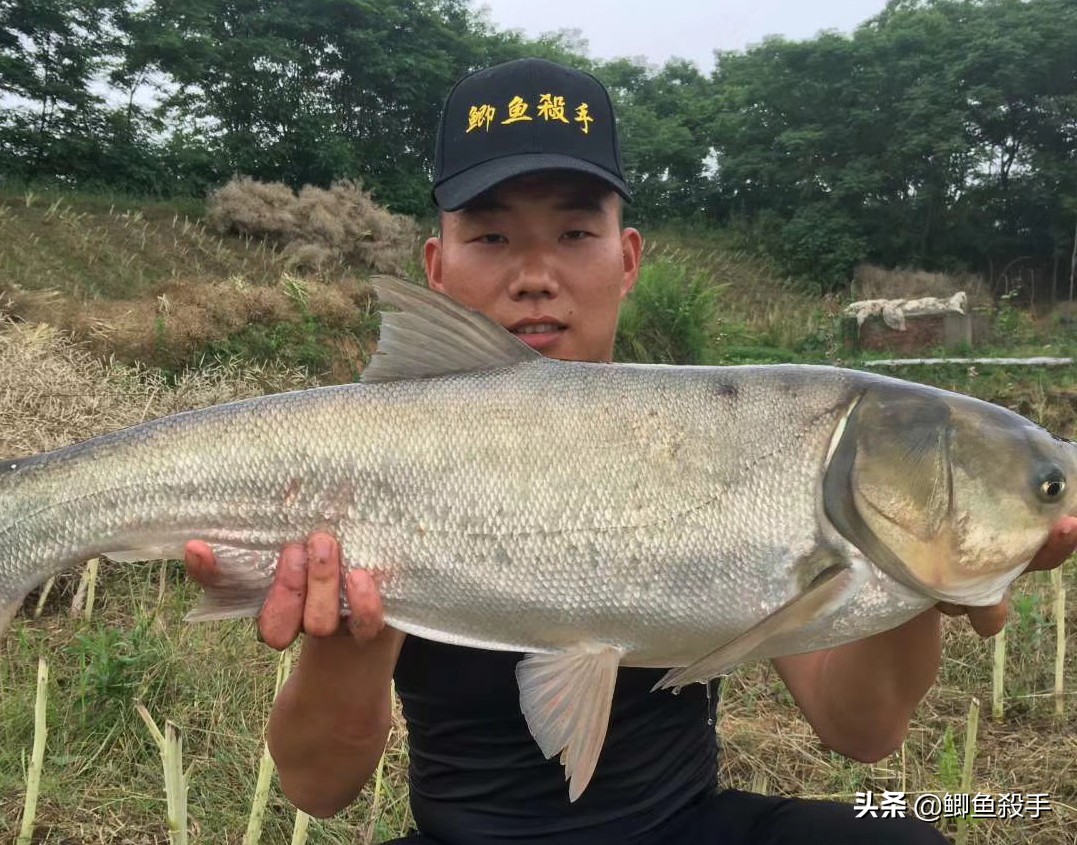手竿钓鲢鳙最有效的方法,手竿钓鲢鳙的正确方法与技巧