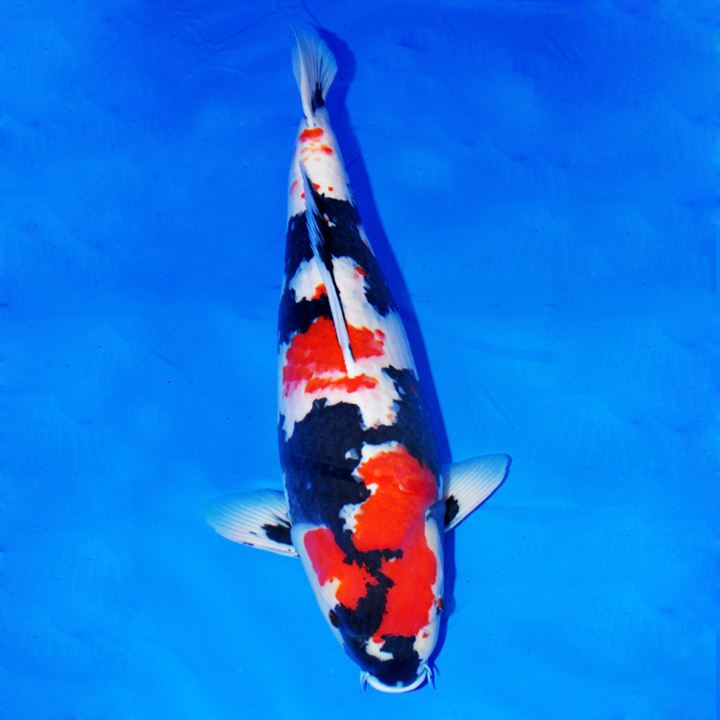 锦鲤突然不吃食是什么原因,锦鲤不吃食有什么办法