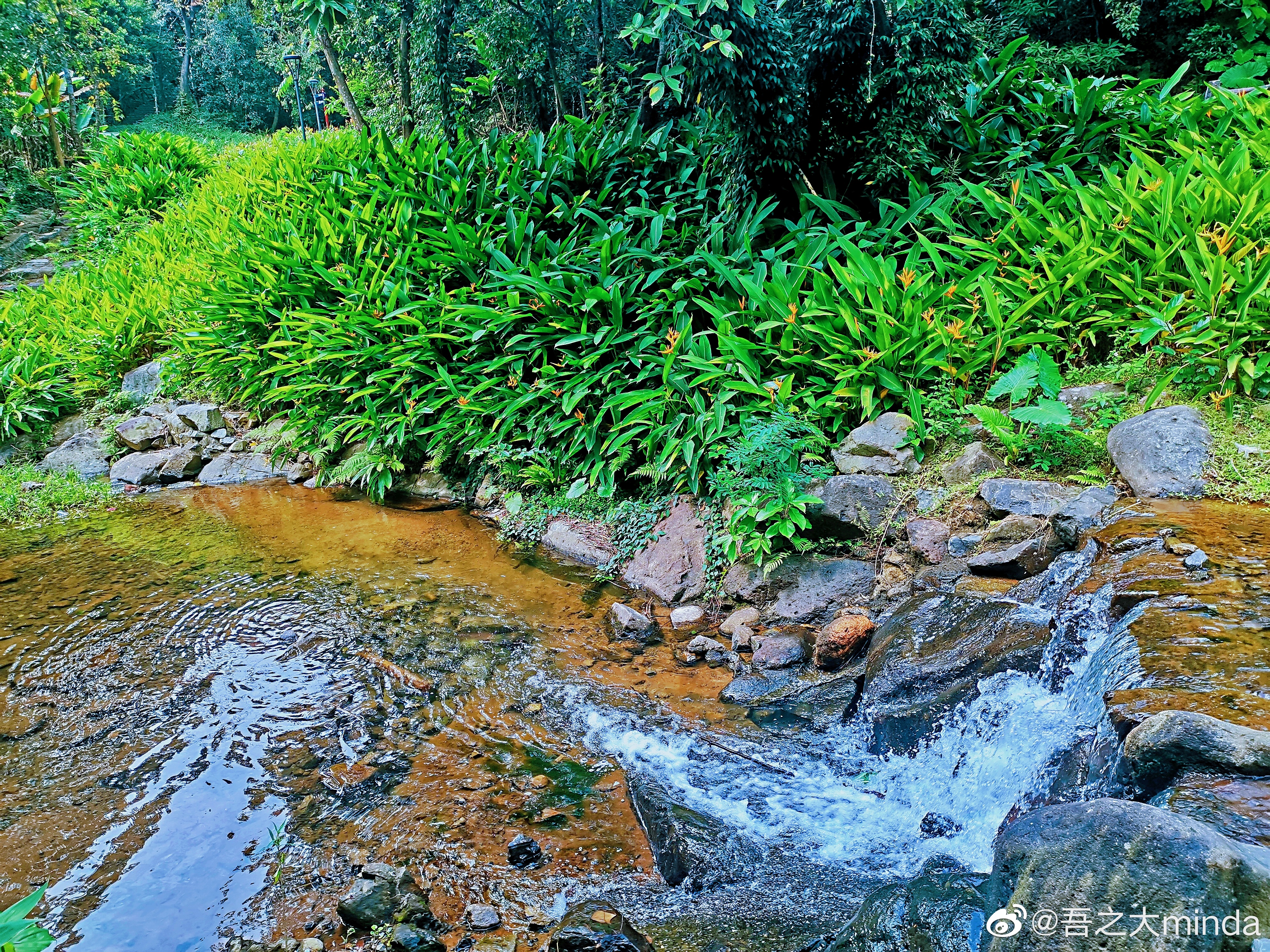 梧桐山下幽径,梧桐山下清风明月