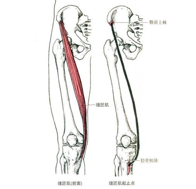 瑜伽髋部的结构,瑜伽呼吸缝合术