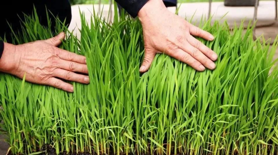 水稻秧苗死亡的原因有哪些,水稻秧苗遇寒死苗