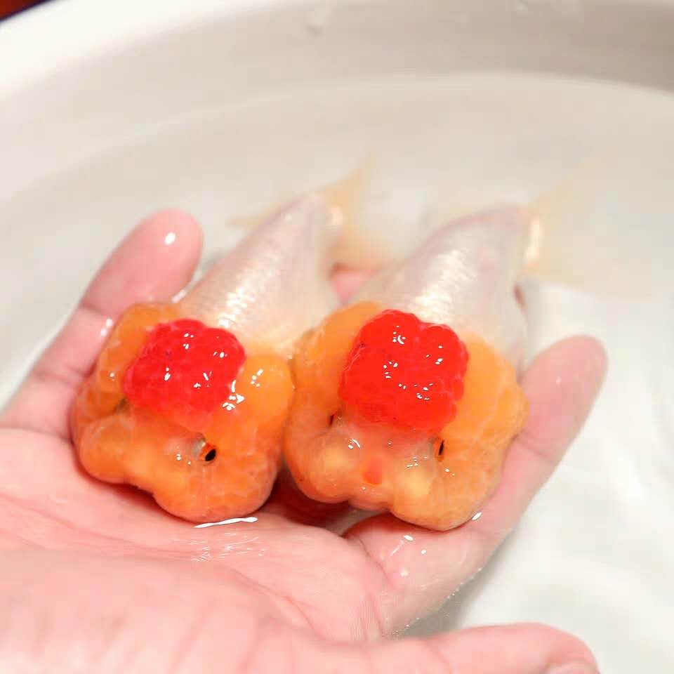 金鱼红顶虎,精品红顶虎金鱼