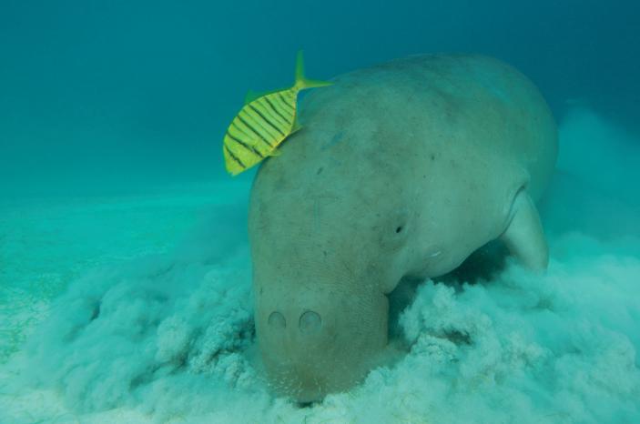 奇丑的人鱼图片,人鱼到底长什么样子