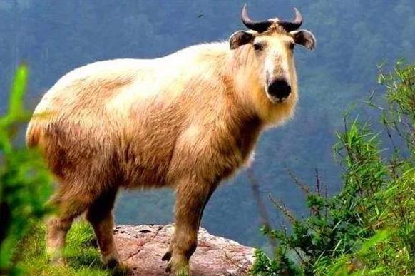 中国赠送日本最珍贵的动物，并非大熊猫，帮助日本皇室摆脱尴尬