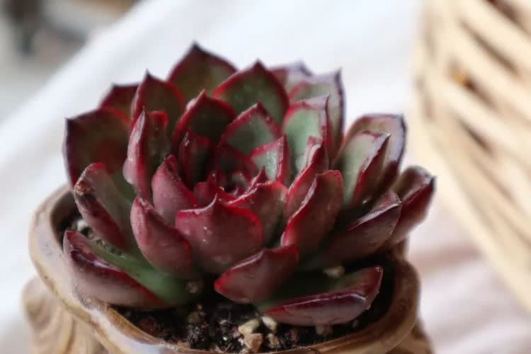 多肉名字怎么记,多肉的品种图片及名字寓意