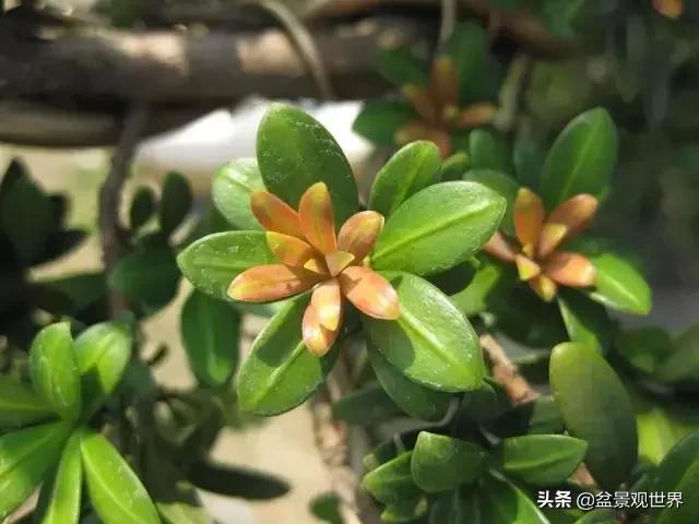 最合适做盆景的罗汉松是什么品种,什么品种的罗汉松盆景最好