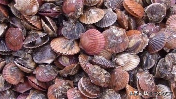 大连常见的海鲜美食都有哪些,大连海鲜吃货大全