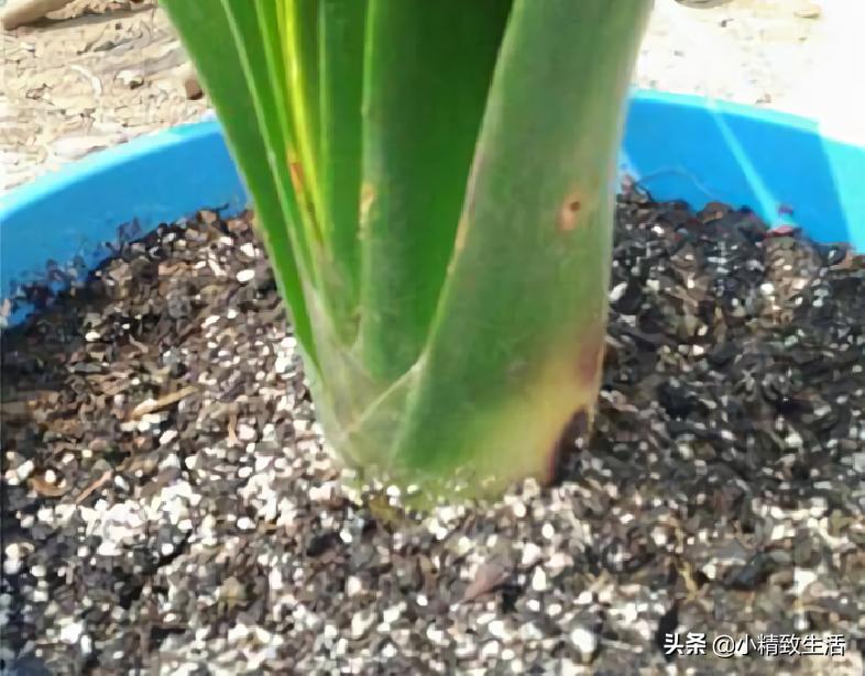 君子兰叶片起梗是什么原因,君子兰叶不绿怎么办