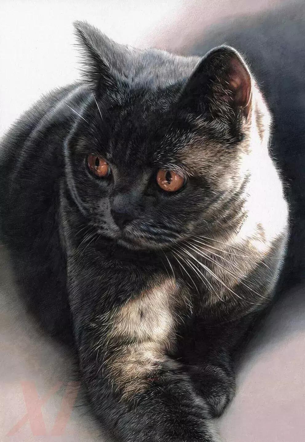 惊艳的彩铅画兔子,惊艳唯美的彩铅画