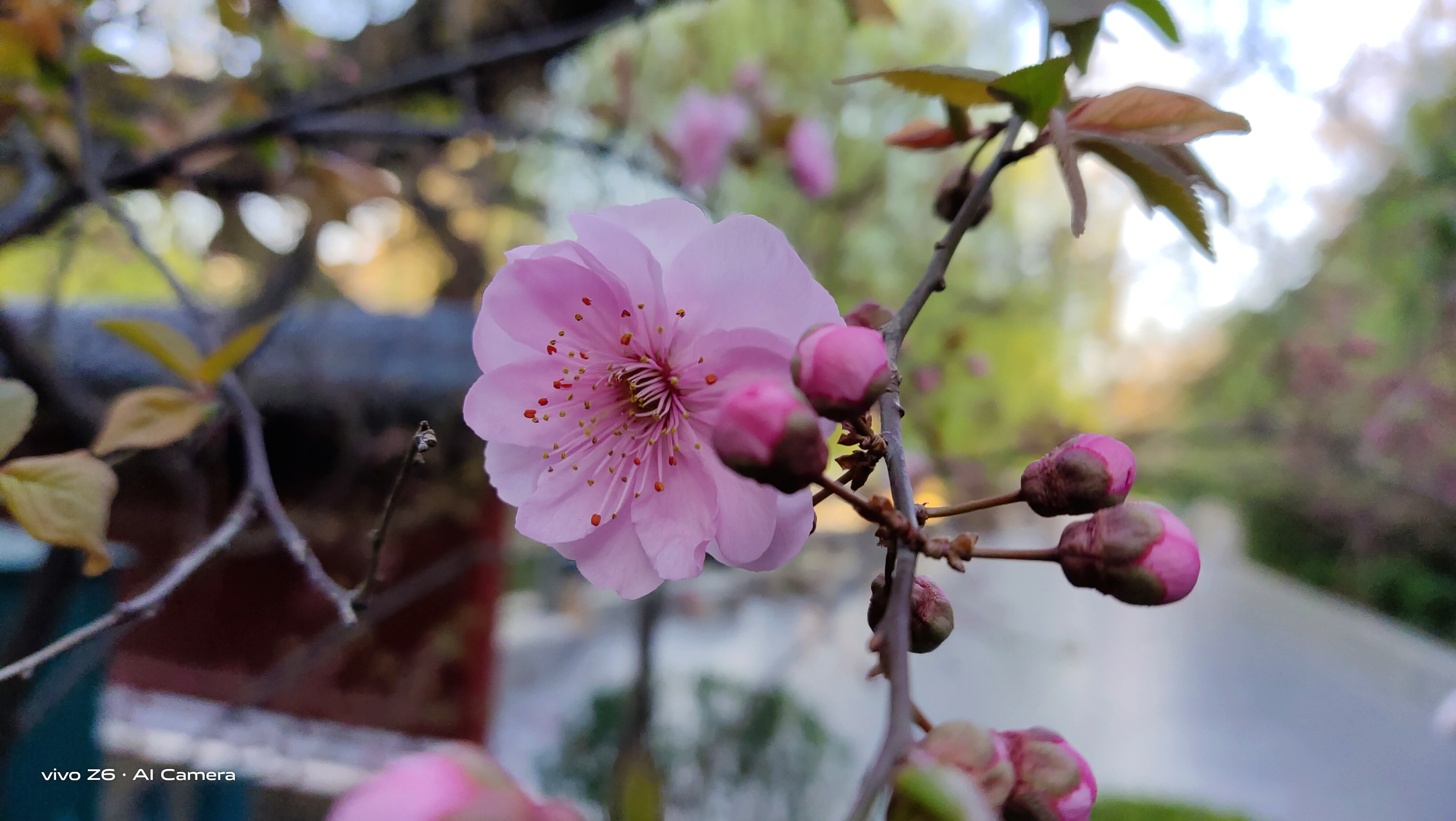 最好用的5g手机vivoz6,十大性价比最高的手机vivoz6