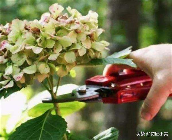 想养绣球花什么品种好看又好养,想种一颗绣球花