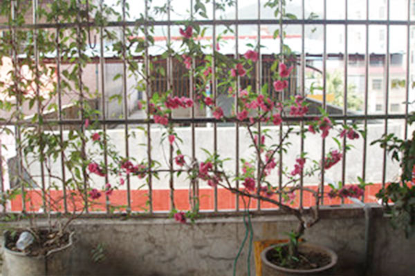 轻土桃花盆栽,桃花盆栽水培