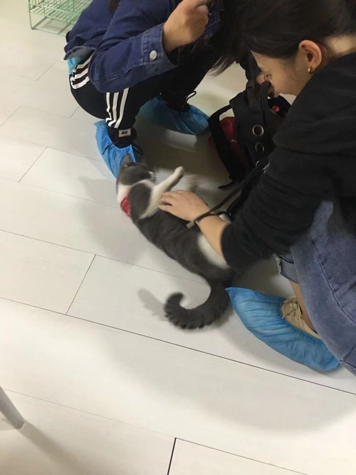 怎么防买到星期猫,如何避免在市场买到星期猫