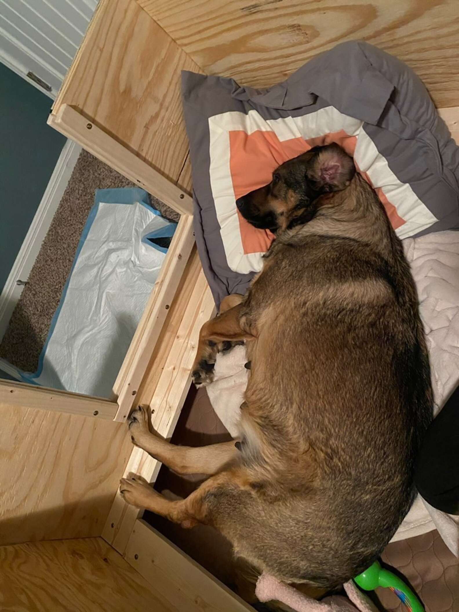 暴风雨中，为了让狗狗温暖地分娩，这家人在车上度过了十几个小时