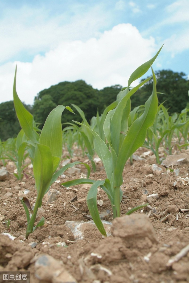 种植玉米起垄好还是平播好,玉米播浅了干旱怎么办