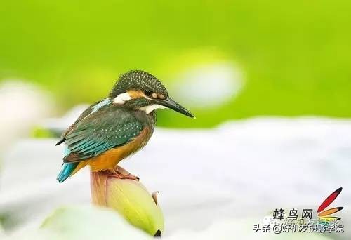 慢速拍鸟的技巧,90d拍鸟技巧